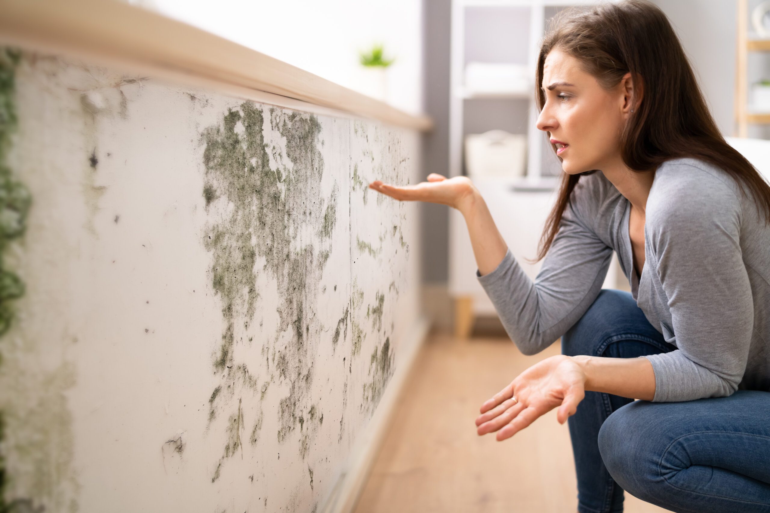 Can My Insurance Company Refuse to Pay for Mold Damage in Florida?